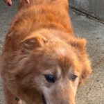 Mischling Daddy, 04/2015, ca. 50 cm