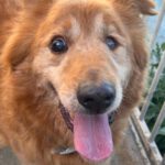 Mischling Daddy, 04/2015, ca. 50 cm