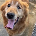 Mischling Daddy, 04/2015, ca. 50 cm