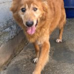 Mischling Daddy, 04/2015, ca. 50 cm