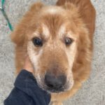 Mischling Daddy, 04/2015, ca. 50 cm