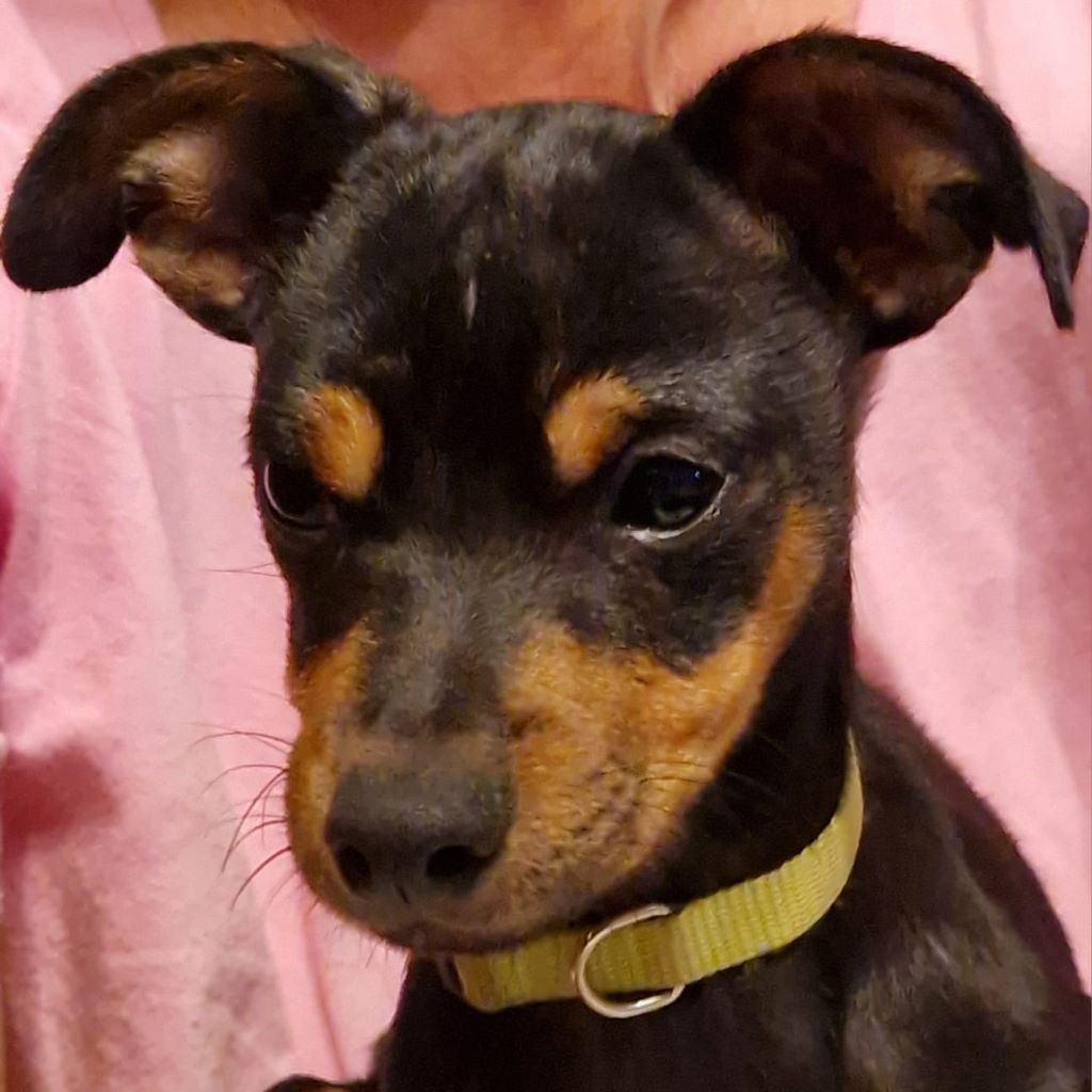 Pinscher Daniel, 05/2025, Endgröße ca. 35 cm, 31535 Neustadt