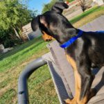 Pinscher Daniel, 05/2025, Endgröße ca. 35 cm, 31535 Neustadt