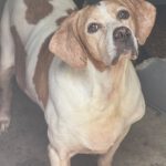 Bretonen Pointer Mischling Diana, 02/2015, ca. 45 cm