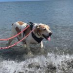 Bretonen Pointer Mischling Diana, 02/2015, ca. 45 cm