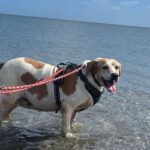 Bretonen Pointer Mischling Diana, 02/2015, ca. 45 cm