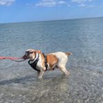 Bretonen Pointer Mischling Diana, 02/2015, ca. 45 cm