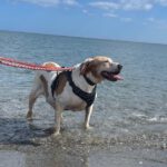 Bretonen Pointer Mischling Diana, 02/2015, ca. 45 cm