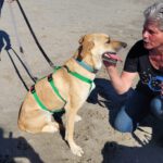 Malinois Mischling Dominica, 04/2024, ca. 60 cm