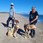 Malinois Mischling Dominica, 04/2024, ca. 60 cm