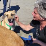 Malinois Mischling Dominica, 04/2024, ca. 60 cm