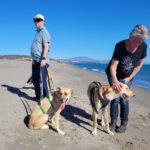 Malinois Mischling Dominica, 04/2024, ca. 60 cm