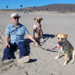 Malinois Mischling Dominica, 04/2024, ca. 60 cm