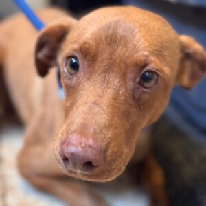 Podenco Domino, 04/2024, ca. 40 cm