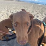 Podenco Domino, 04/2024, ca. 40 cm