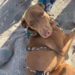 Podenco Domino, 04/2024, ca. 40 cm