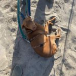 Podenco Domino, 04/2024, ca. 40 cm