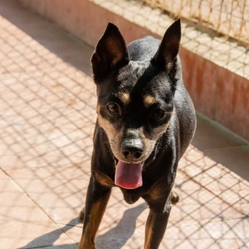 Pinscher Dona, 11.08.2014, ca. 35 cm