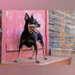 Pinscher Dona, 11.08.2014, ca. 35 cm