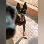 Pinscher Dona, 11.08.2014, ca. 35 cm