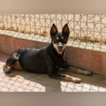 Pinscher Dona, 11.08.2014, ca. 35 cm