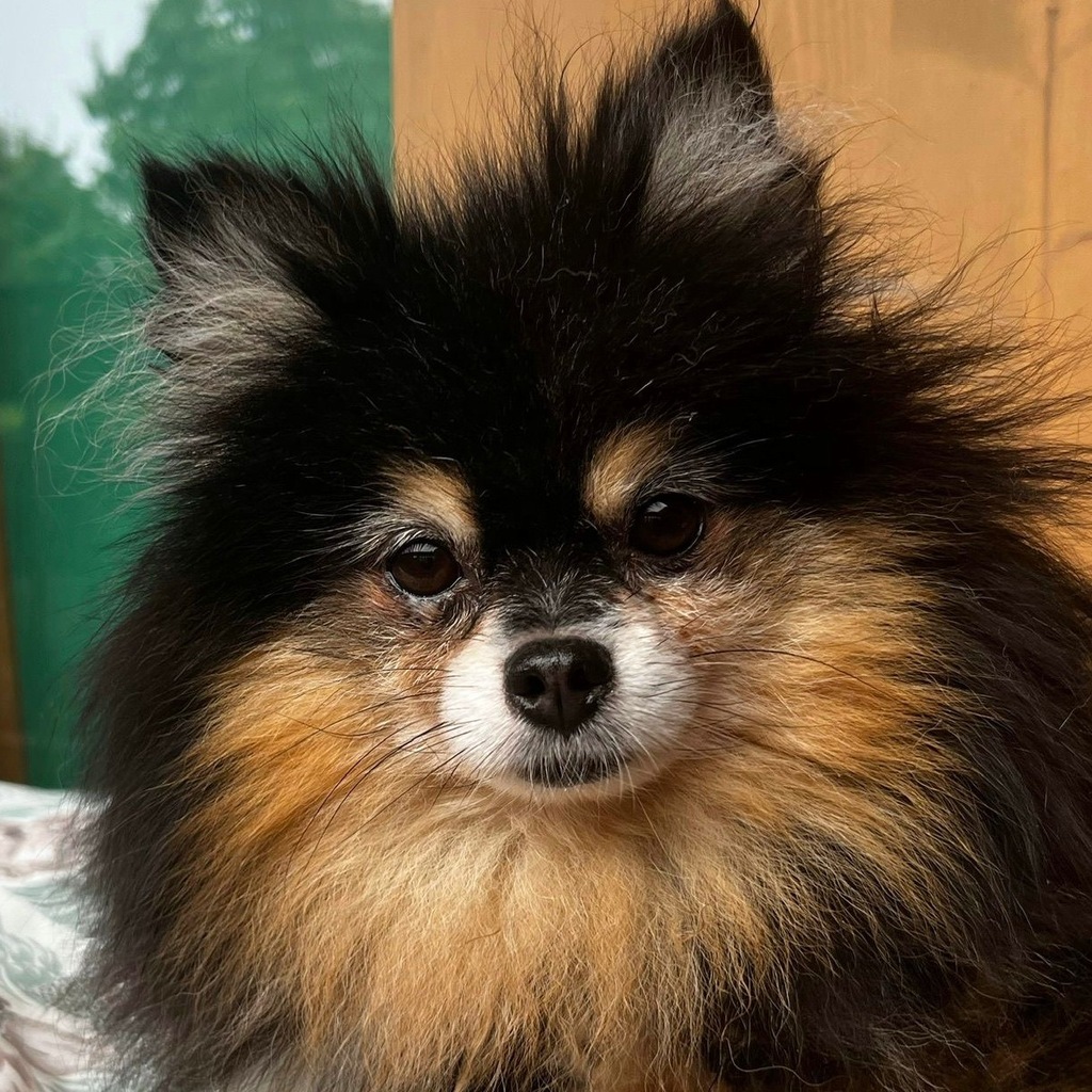 Pomeranian Dora de Cantibrera, 05/2019, 21 cm