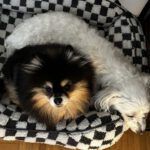 Pomeranian Dora de Cantibrera, 05/2019, 21 cm