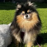 Pomeranian Dora de Cantibrera, 05/2019, 21 cm