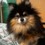 Pomeranian Dora de Cantibrera, 05/2019, 21 cm