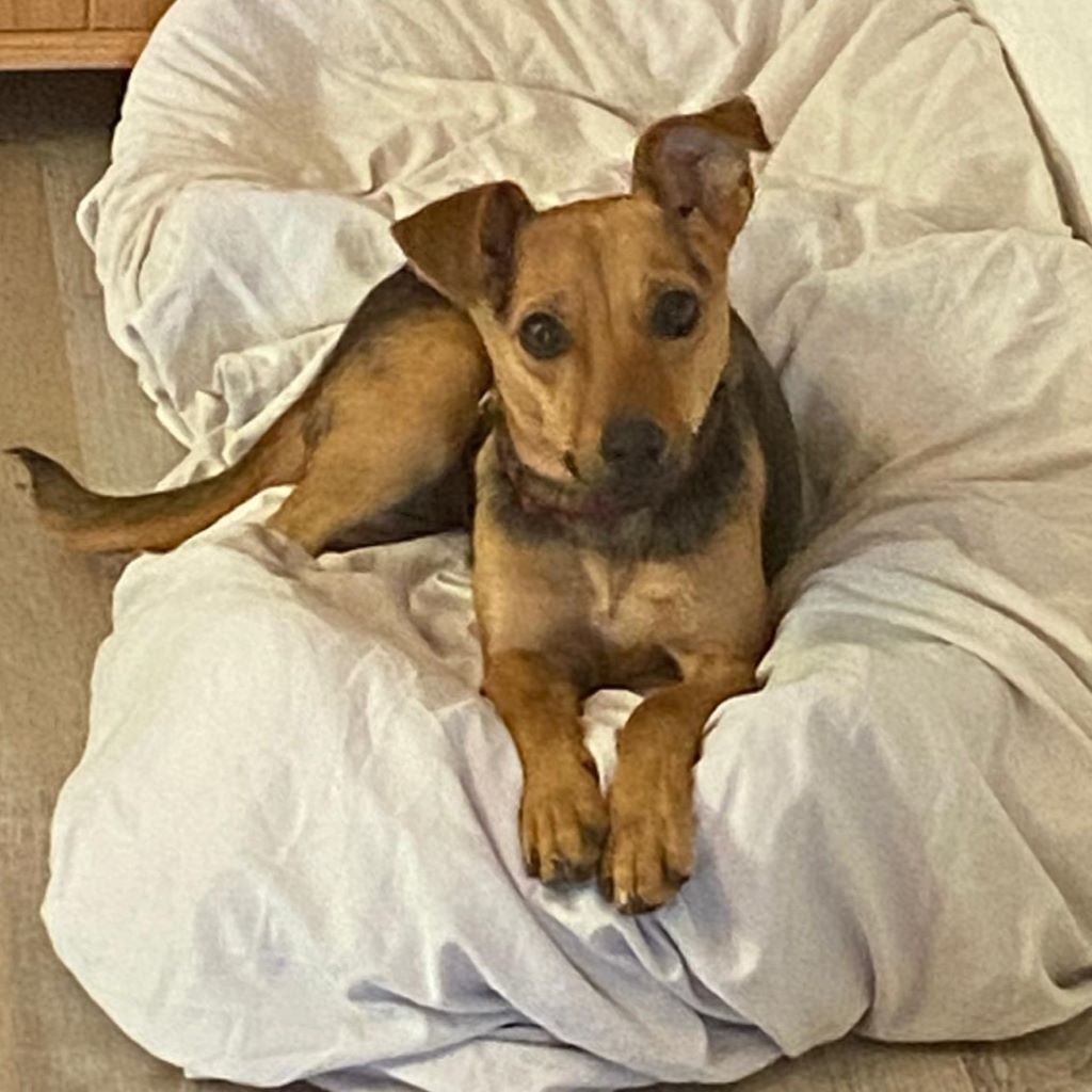 Pinscher-Mischling Elsa, 02/2023, 35 cm