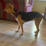 Pinscher-Mischling Elsa, 02/2023, 35 cm