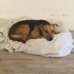 Pinscher-Mischling Elsa, 02/2023, 35 cm