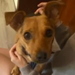 Pinscher-Mischling Elsa, 02/2023, 35 cm