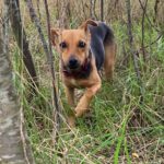 Pinscher-Mischling Elsa, 02/2023, 35 cm