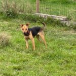 Pinscher-Mischling Elsa, 02/2023, 35 cm