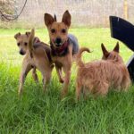 Pinscher-Mischling Elsa, 02/2023, 35 cm