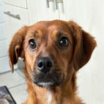 Podenco Mischling Erik, 01/2023, ca. 40 cm, 21382 Brietlingen