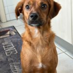 Podenco Mischling Erik, 01/2023, ca. 40 cm, 21382 Brietlingen