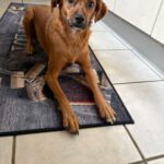 Podenco Mischling Erik, 01/2023, ca. 40 cm, 21382 Brietlingen