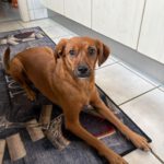 Podenco Mischling Erik, 01/2023, ca. 40 cm, 21382 Brietlingen