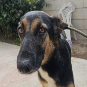 Schäferhund Mischling Erika, 02/2024, ca. 55 cm