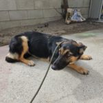 Schäferhund Mischling Erika, 02/2024, ca. 55 cm