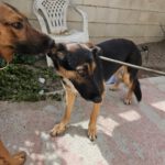 Schäferhund Mischling Erika, 02/2024, ca. 55 cm