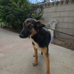 Schäferhund Mischling Erika, 02/2024, ca. 55 cm