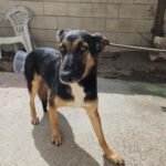 Schäferhund Mischling Erika, 02/2024, ca. 55 cm