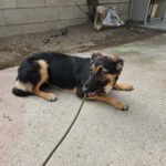 Schäferhund Mischling Erika, 02/2024, ca. 55 cm