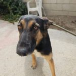 Schäferhund Mischling Erika, 02/2024, ca. 55 cm