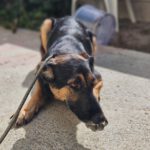 Schäferhund Mischling Erika, 02/2024, ca. 55 cm