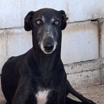 Galgo Escogio, 06/2022, ca. 70 cm