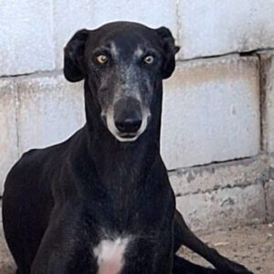 Galgo Escogio, 06/2022, ca. 70 cm